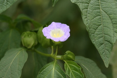 Nicandra physalodes